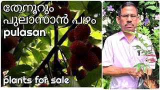 Pulasan fruit plants caring tips and sale [upl. by Sessilu297]