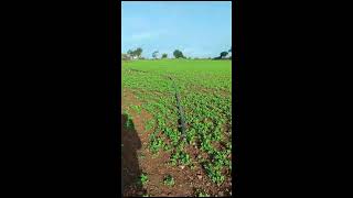 Agriculture Is Future Farming is my dream Reviewermahendra [upl. by Woll]