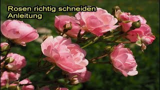 Rosen richtig schneiden – Beetrosen  Gartenrosen zurückschneiden – ANLEITUNG  TUTORIAL [upl. by Yrehc]