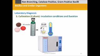 Bacilli Gram  Catalase  Bacillus anthracis Bacillus cereus Bacillus subtilis [upl. by Smaj962]