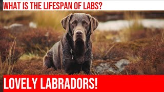 Labrador Retriever Lifespan How Does it Compare to Other Breeds [upl. by Aliban]