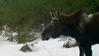 TickInfested Bull Moose at Stand 3 [upl. by Eiloj404]