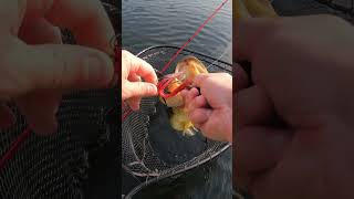 Launching the jon boat to bass boat conversion build bassfishing diy shorts [upl. by Tomchay]