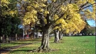 Autumn Trees Walk On History Visit To The Public Park Scone Perth Perthshire Scotland [upl. by Ycnan]