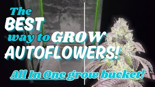 GROWING AUTOFLOWERS THE EASY WAY  ALL IN ONE GROW BUCKET  GIGAWATT [upl. by Zabrine]