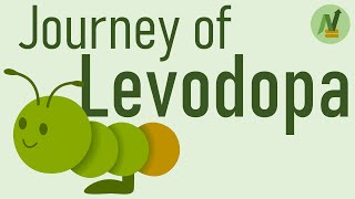 Journey of Levodopa [upl. by Mouldon]