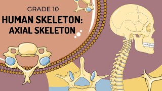 Human Skeleton  AXIAL SKELETON [upl. by Nnyluqcaj]