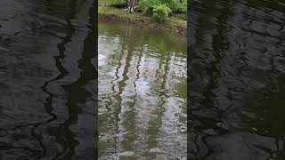 Beefy smallmouth bass in an Ohio canyon gorge creek [upl. by Kirbee]