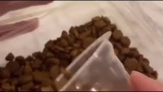 Dog gets mad at owner for not getting enough food  Funny  😆 [upl. by Gerri]