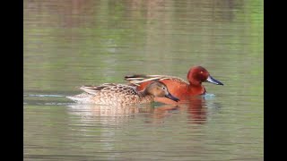 Common Goldeneye Bufflehead Ruddy Duck Cinnamon Teal Red tailed Hawk [upl. by Refinne]