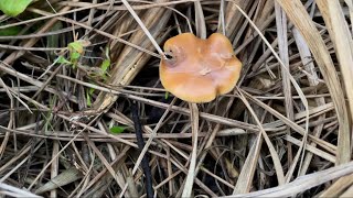 Identifying Cyanescens [upl. by Erlewine283]