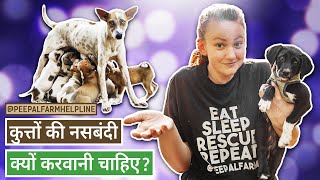 कुत्तों की नसबंदी क्यों करवानी चाहिए  Why do we sterilize stray dogs  Spay  Neuter [upl. by Ayocat]