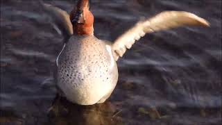 greenwinged teal [upl. by Ntsyrk863]