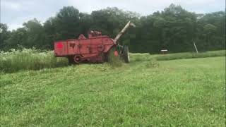 Combining Weedy Wheat Or Wheaty Weeds [upl. by Delwyn]