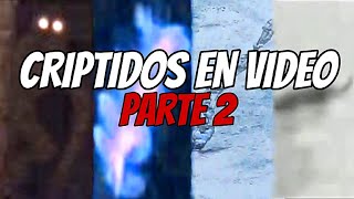 CRIPTOZOOLOGIA TOP 7 VIDEOS IMPACTANTES QUE CAPTAN ANIMALES EXTRAÑOS PARTE 2 [upl. by Evilo]