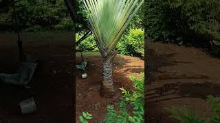 Ravenala madagascariensistravellers palmmonocotyledonous plantFamilyStrelitziaceae [upl. by Selim]