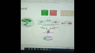 GLP1analogue weightloss effect brain neurons proopuonelanocortinpomc agoutirelatedprotein [upl. by Lindblad]