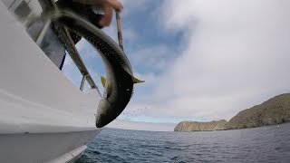 Yellowtail Fishing Anacapa Island • Cobra Sportfishing [upl. by Esom]