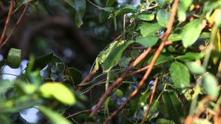 Anolis equestris potior [upl. by Asiaj450]