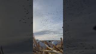 Snow Goose Hunting waterfowl duckhunting hunt snowgeese [upl. by Osman]