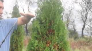 The Trimming Your Arborvitae [upl. by Nutsud]