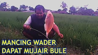 Mancing wader Dapat ikan mujaer Bule Puntius binotatus  Rasbora micro fishing [upl. by Euqinue329]