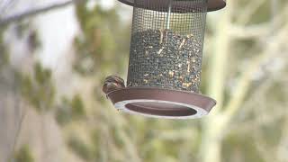 Browncapped RosyFinch  Colorado 2018 [upl. by Ernst]