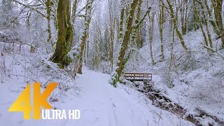 4K Virtual Winter Walk  Walking in a Snow Forest  35 HRS of Crunching Snow Sound [upl. by Namus851]