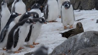 Penguin chicks vs skua  Natural World Penguin Post Office Preview  BBC [upl. by Millwater]