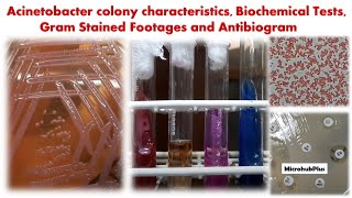 Acinetobacter colony characteristics Biochemical Tests Gram Stained Footages and Antibiogram [upl. by Ailgna]