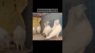 Bhatere Pigeon Sale 📞 7620765352 [upl. by Ernesta]