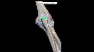 Elbow joint anatomy I Joint Capsule Ligaments Bursa Movements Blood Nerve Supply I 3D Animation [upl. by Lleksah172]