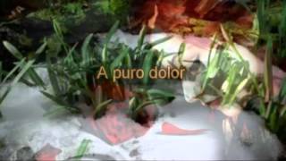 A Puro Dolor By Son By Four  lyrics [upl. by Hartill]