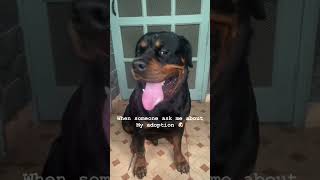 Rottweiler Reveals How Mom Tricked Him Into Adoption True Story rottweiler [upl. by Leeanne]