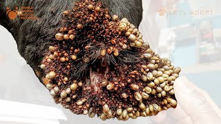 German Shepherd Dog Infested With Thousands of Ticks Rescued From Misery Given New Life by Viktor [upl. by Beilul484]