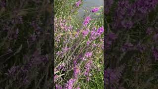 What do you Know about the Purple Loosestrife [upl. by Laup]