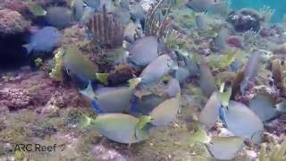 Ocean Surgeon Fish Blue Tangs and Parrot Fish in Same School Eating Algae [upl. by Kenwrick]