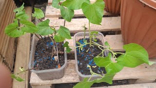 How to Grow germinate long Beans from seeds in the container at home Shoker bagan UK 2024 [upl. by Kalli]