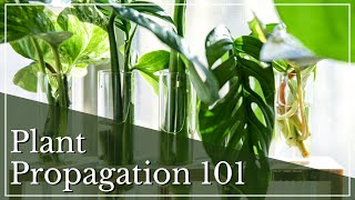 How To Propagate Plants  Houseplant Propagation  Plant Propagating For Beginners  H2O Propagation [upl. by Aicnorev510]