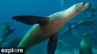 Anacapa Island Cove  Channel Islands National Park Cams powered by EXPLOREorg [upl. by Oisangi483]