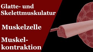 Muskeln  Muskelzelle und Kontraktion Gleitfilamenttheorie [upl. by Adnohsel]