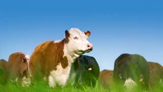 New vaccine will stop the spread of bovine tuberculosis [upl. by Eziechiele]