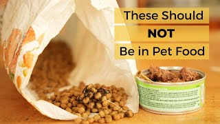 Mold Metal and Worms in Pet Food [upl. by Treblihp]