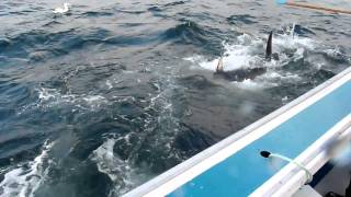 Feeding Giant Bluefin Tuna on Fishermans Bank [upl. by Eirret]