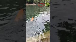 Hero Dog Saves Owner from Drowning 👏 [upl. by Doane]