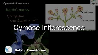 Cymose Inflorescence Biology Lecture  Sabaqpk [upl. by Tohcnarf215]