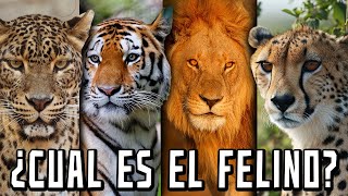 ¿CUAL DE ESTOS ES EL FELINO [upl. by Enymsaj250]