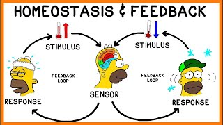 Homeostasis in Action How Your Body Regulates Temperature  IGCSE  MCQs [upl. by Patrick128]