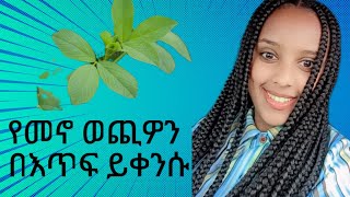 አልፉአልፋ ተክል ለዕርባታ ያለዉ ጠቀሜታ what is the use of alfalfa seed for poultry [upl. by Eednar]