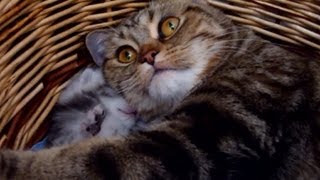 Mommy Cat Hugs her Baby Cute Kitten [upl. by Ahc456]